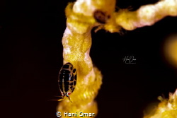 The Lady Bug. I was determined to capture the ladybug for... by Hani Omar 